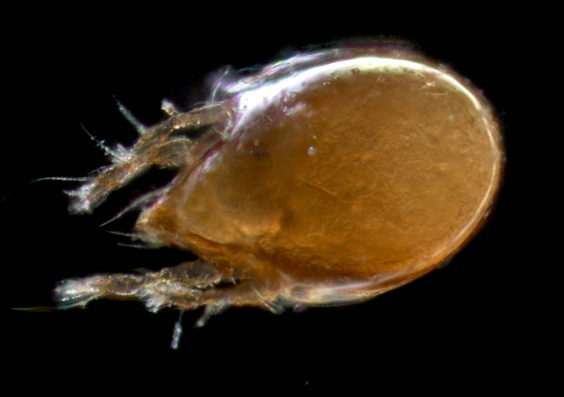 所属不明・未同定のササラダニ（15）