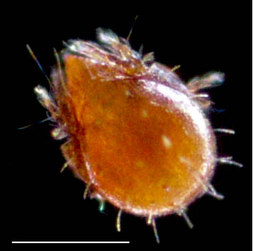 コソデダニ科(Haplozetidae)の1種
