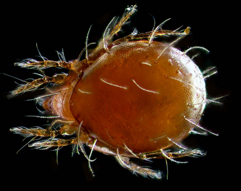 コソデダニ科(Haplozetidae)の1種