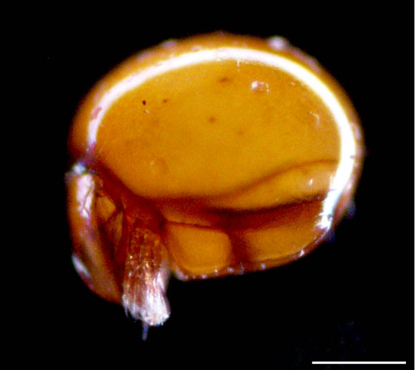 イレコダニ科(Phthiracaridae)の1種