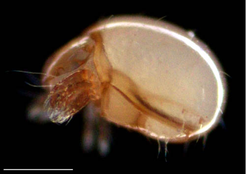 イレコダニ科(Phthiracaridae)の1種