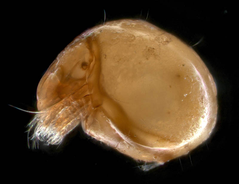 イレコダニ科(Phthiracaridae)の1種