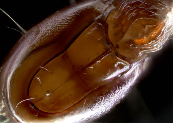 イレコダニ科(Phthiracaridae)の1種