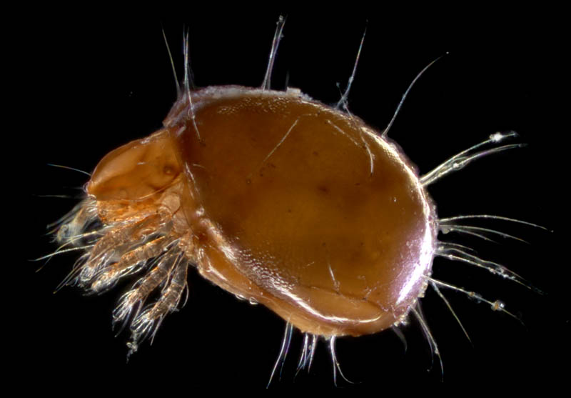 イレコダニ科(Phthiracaridae)の1種