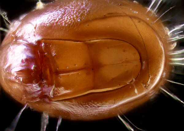 イレコダニ科(Phthiracaridae)の1種