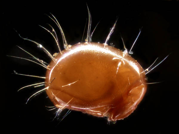 イレコダニ科(Phthiracaridae)の1種