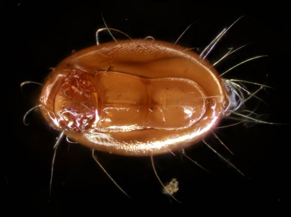 イレコダニ科(Phthiracaridae)の1種