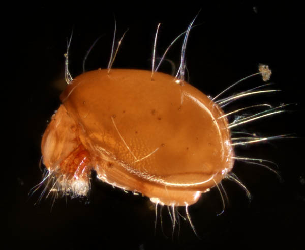 イレコダニ科(Phthiracaridae)の1種