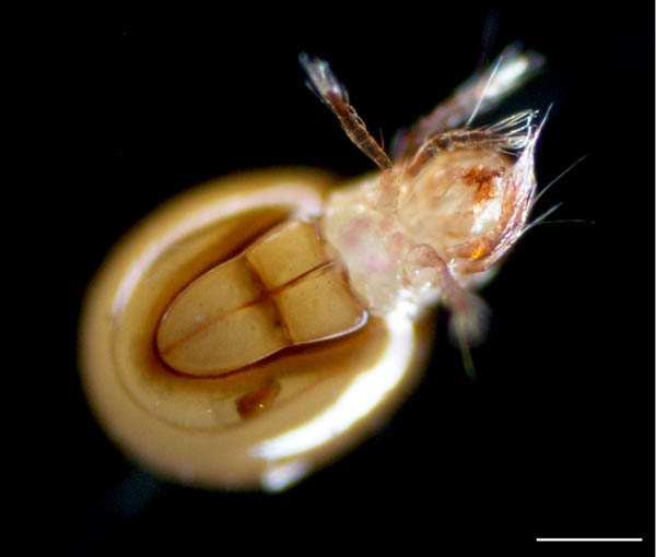 イレコダニ科(Phthiracaridae)の1種