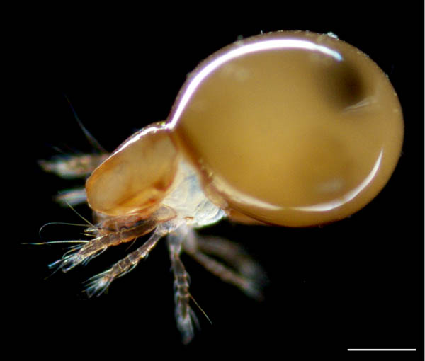 イレコダニ科(Phthiracaridae)の1種