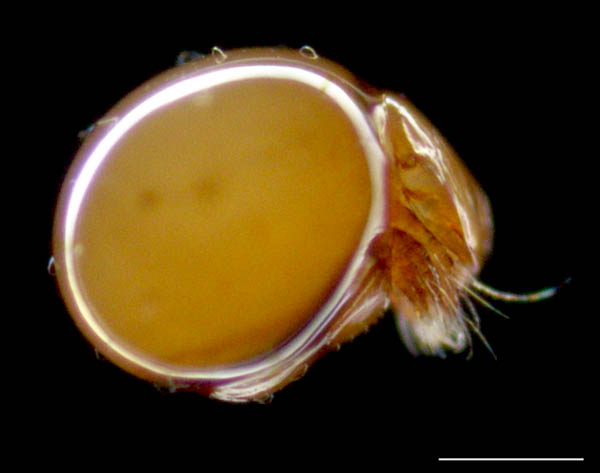 イレコダニ科(Phthiracaridae)の1種