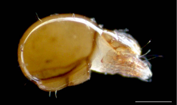 イレコダニ科(Phthiracaridae)の1種