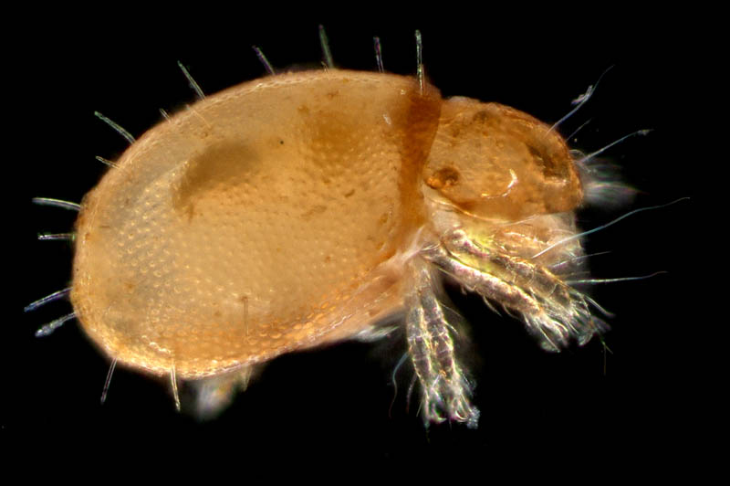 イレコダニ科(Phthiracaridae)の1種