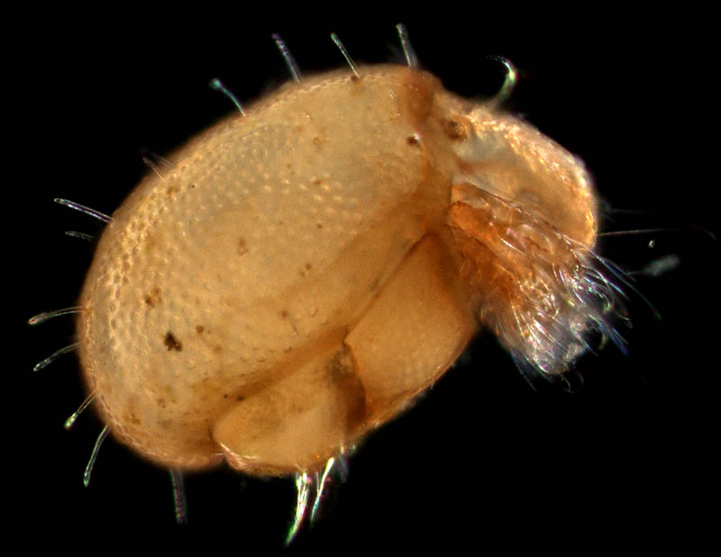 イレコダニ科(Phthiracaridae)の1種