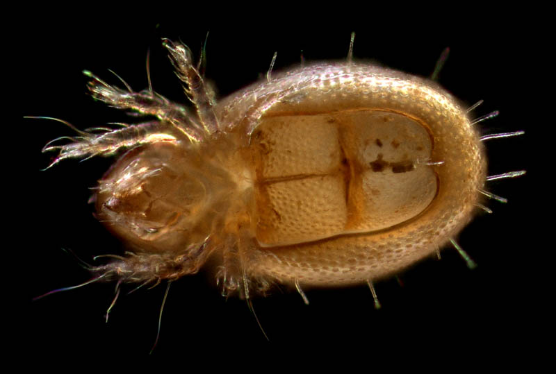 イレコダニ科(Phthiracaridae)の1種