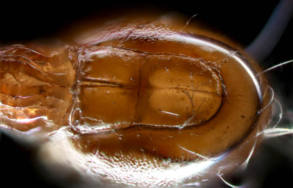 イレコダニ科(Phthiracaridae)の1種