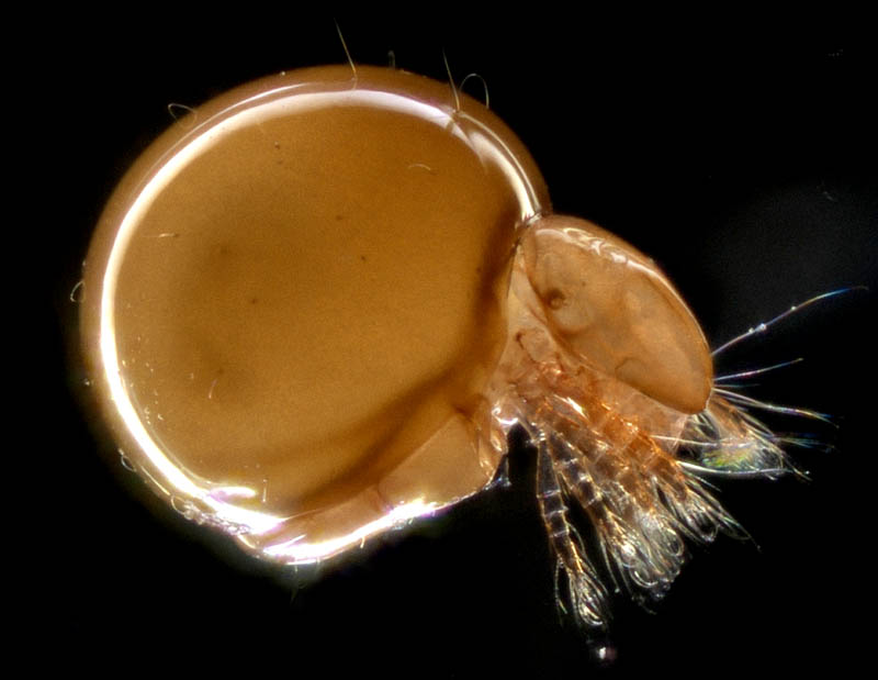 イレコダニ科(Phthiracaridae)の1種