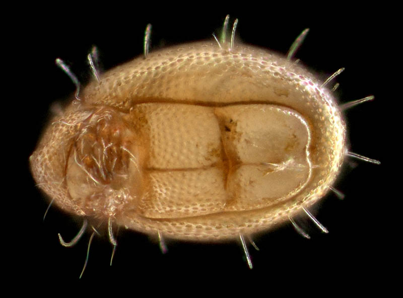 イレコダニ科(Phthiracaridae)の1種