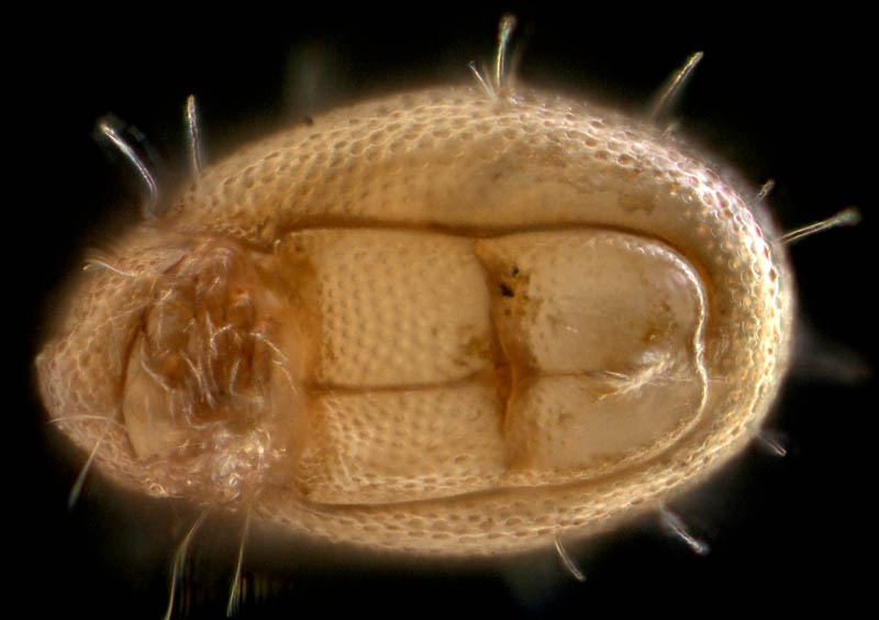 イレコダニ科(Phthiracaridae)の1種