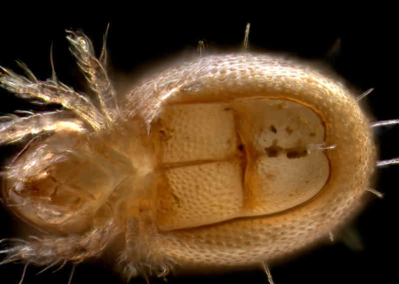 イレコダニ科(Phthiracaridae)の1種