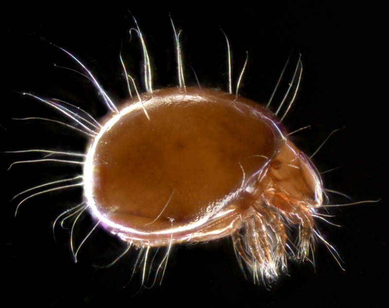 イレコダニ科(Phthiracaridae)の1種