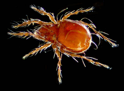 エリナシダニ属の1種 （Gymnodampia sp.）