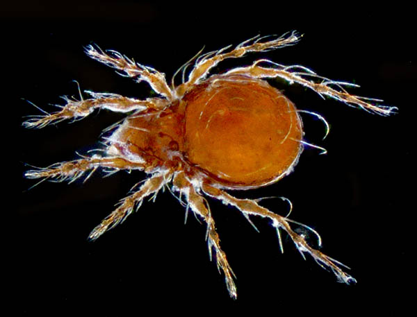 エリナシダニ属の1種 （Gymnodampia sp.）