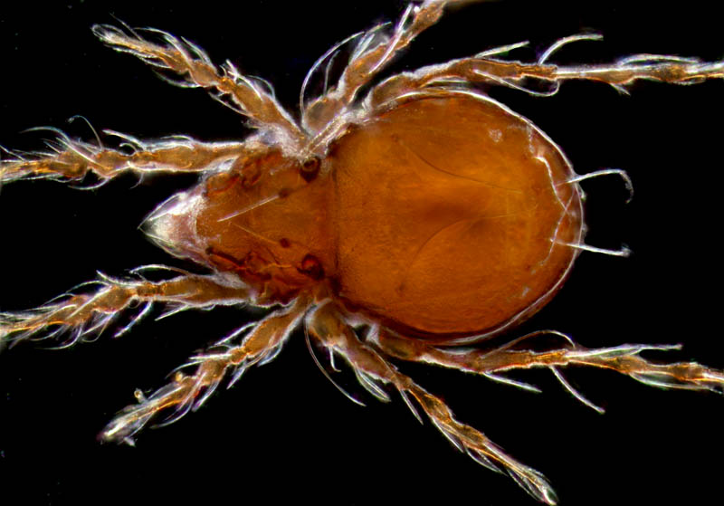 エリナシダニ属の1種 （Gymnodampia sp.）