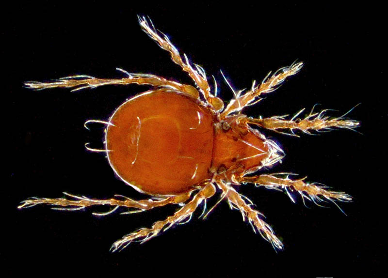 エリナシダニ属の1種 （Gymnodampia sp.）