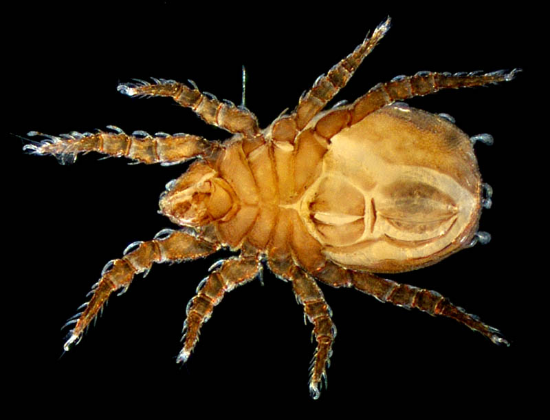 エゾアミメオニダニ (Nothrus ezoensis)