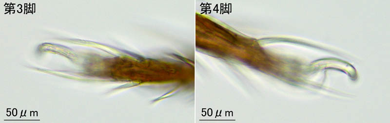エゾアミメオニダニ (Nothrus ezoensis)