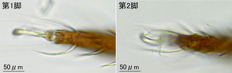 エゾアミメオニダニ (Nothrus ezoensis)
