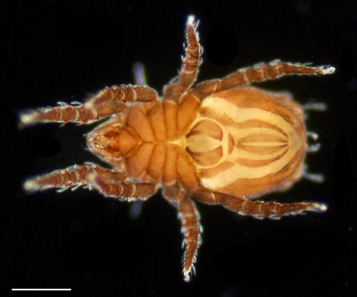 アミメオニダニ属の1種 （Nothrus sp.01）