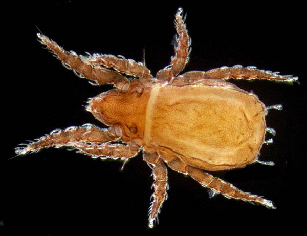 アミメオニダニ属の1種 （Nothrus sp.01）