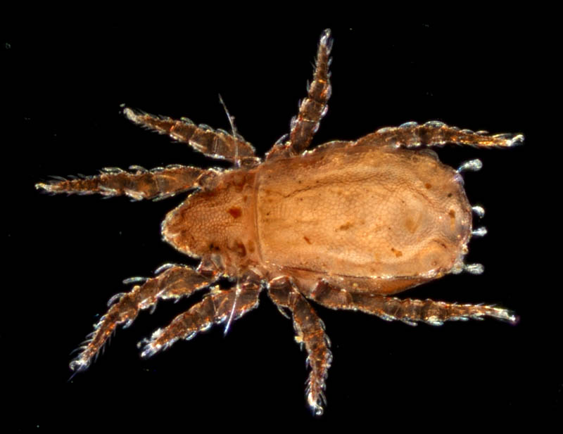 アミメオニダニ属の1種 （Nothrus sp.01）