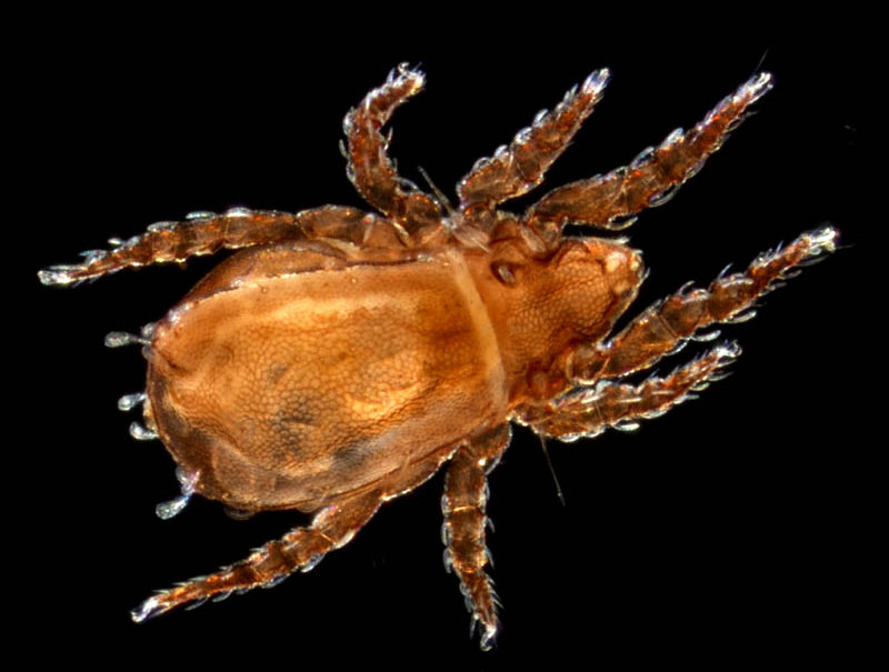 アミメオニダニ属の1種 （Nothrus sp.01）