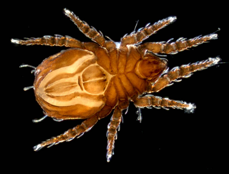 アミメオニダニ属の1種 （Nothrus sp.01）