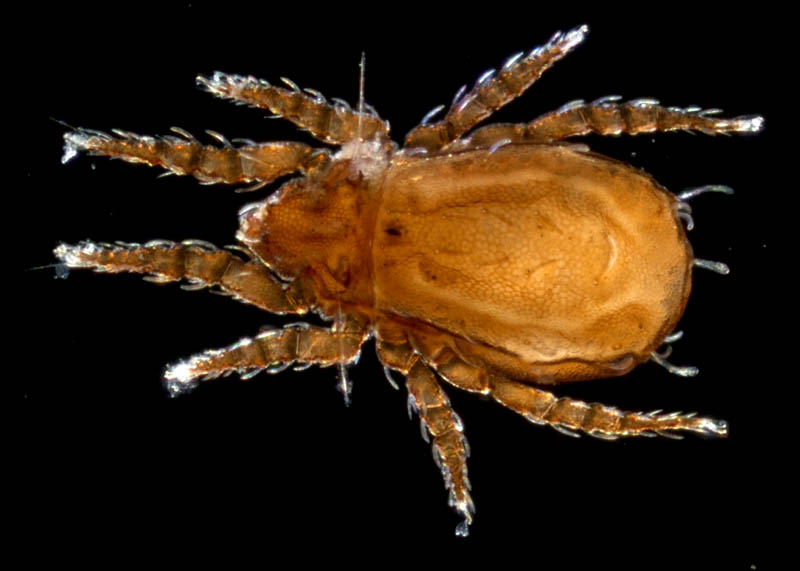 アミメオニダニ属の1種 （Nothrus sp.01）