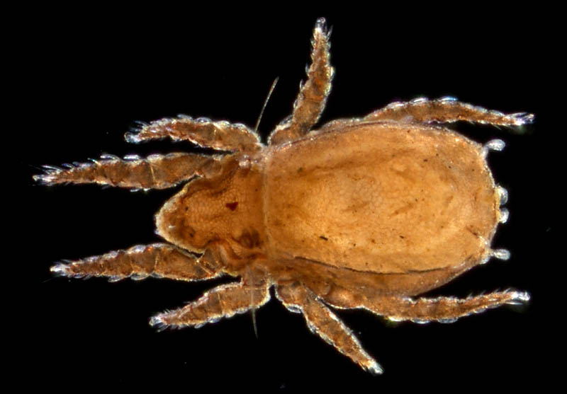 アミメオニダニ属の1種 （Nothrus sp.01）