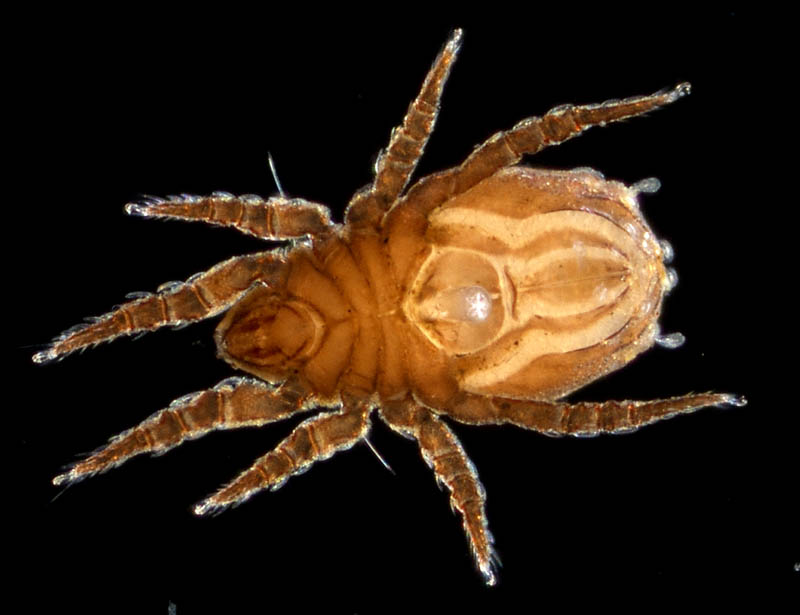 アミメオニダニ属の1種 （Nothrus sp.01）