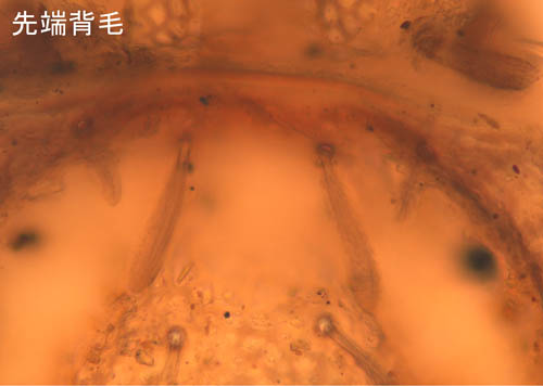 アミメオニダニ属の1種 （Nothrus sp.01）