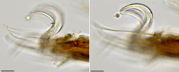 アミメオニダニ属の1種 （Nothrus sp.01）