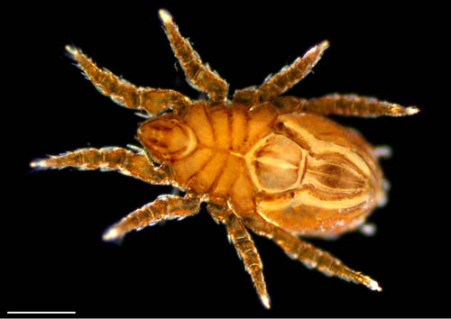 アミメオニダニ属の1種 （Nothrus sp.01）
