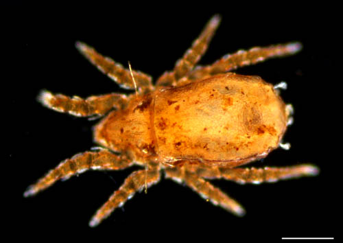 アミメオニダニ属の1種 （Nothrus sp.01）