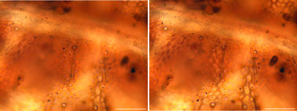 アミメオニダニ属の1種 （Nothrus sp.01）