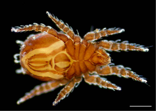 アミメオニダニ属の1種 （Nothrus sp.01）