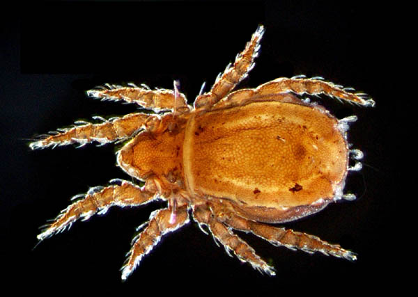 アミメオニダニ属の1種 （Nothrus sp.01）