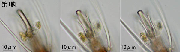 アミメオニダニ属の1種 （Nothrus sp.01）