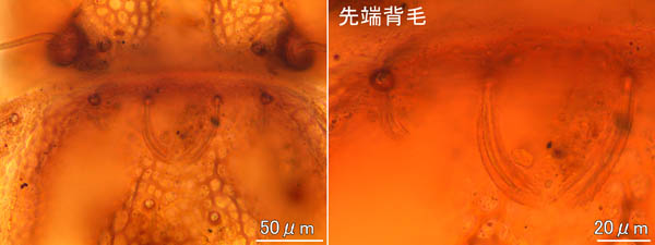 アミメオニダニ属の1種 （Nothrus sp.01）
