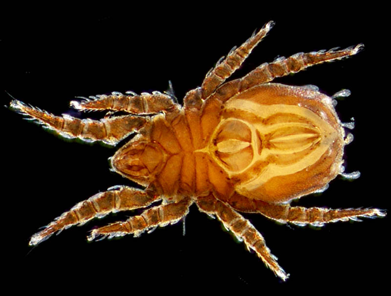 アミメオニダニ属の1種 （Nothrus sp.01）